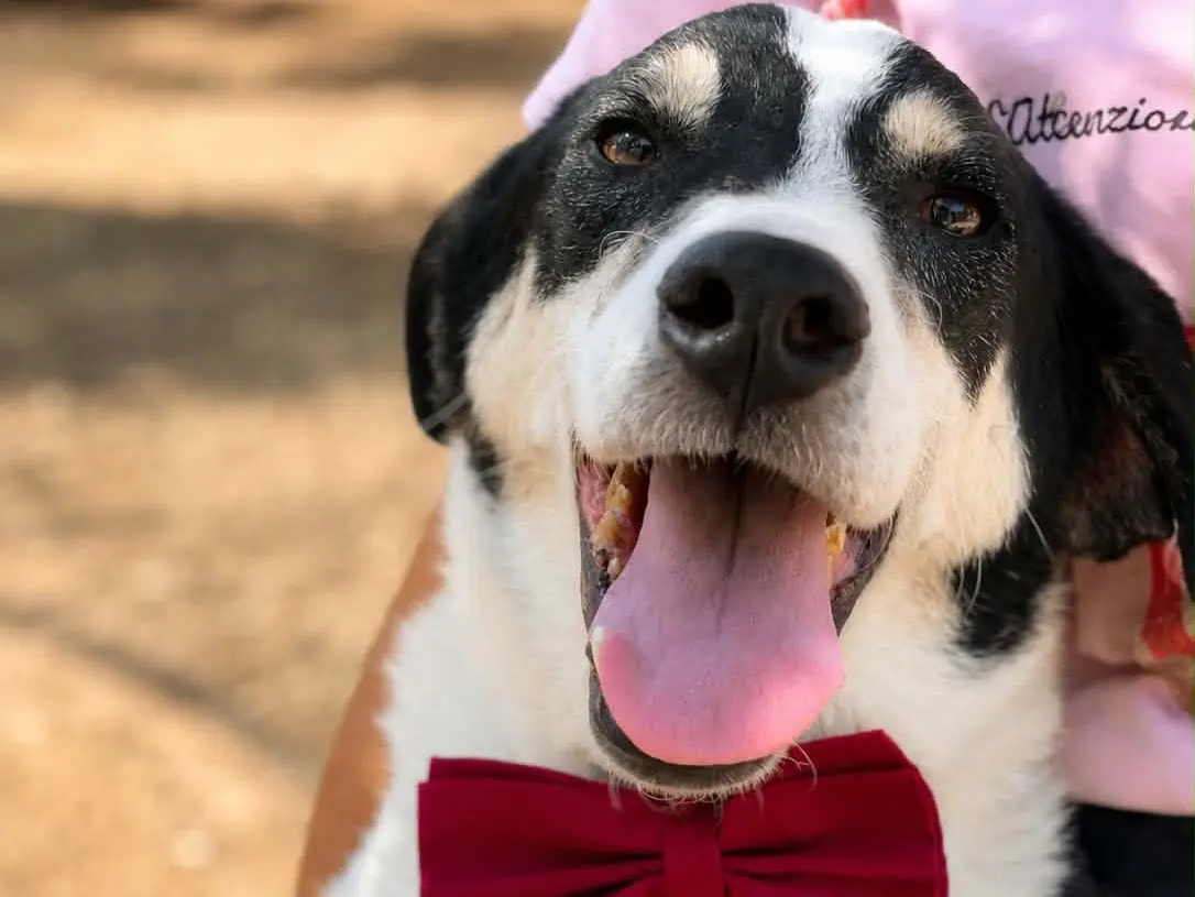 Adotta un cane, maschio, 3 anni e 7 mesi, Latina