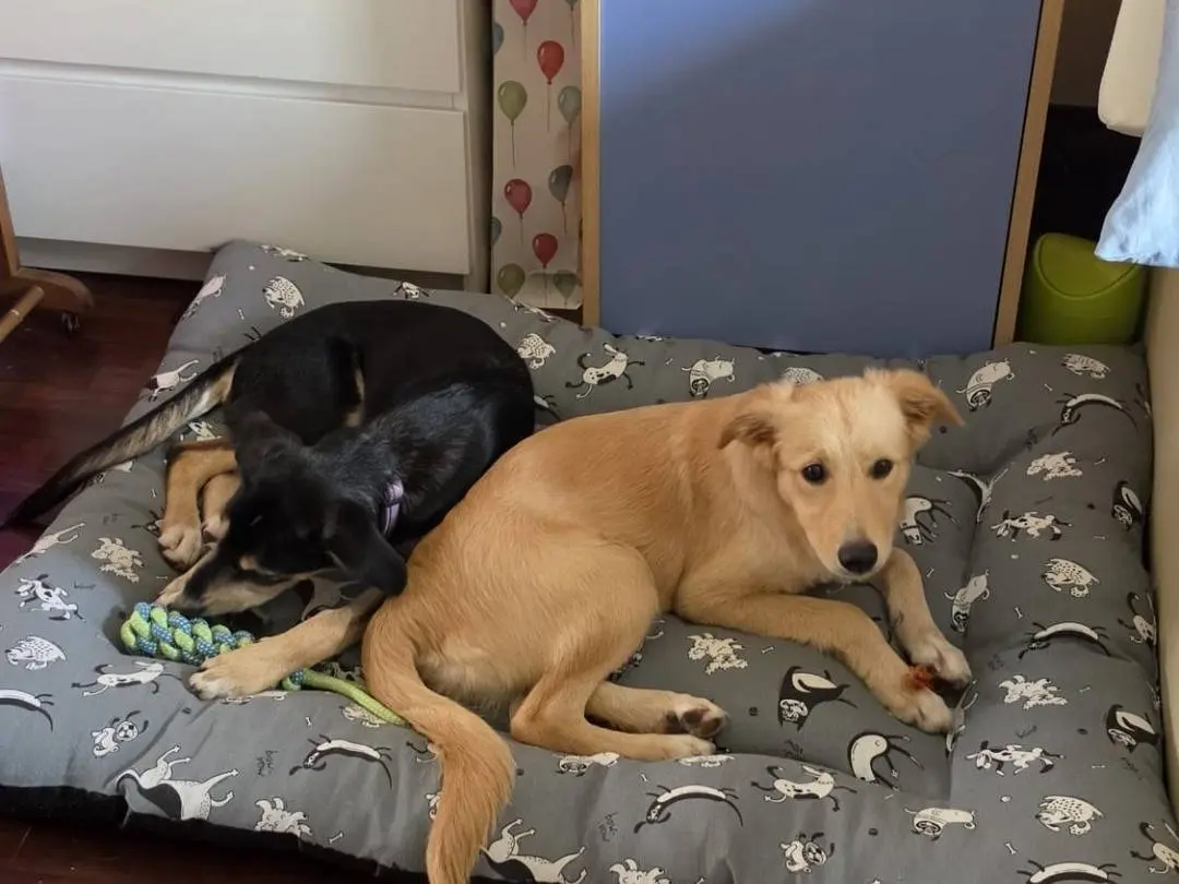 Adozione cane, femmina, Razza sconosciuta Razza sconosciuta, 6 mesi, taglia media, Pavia