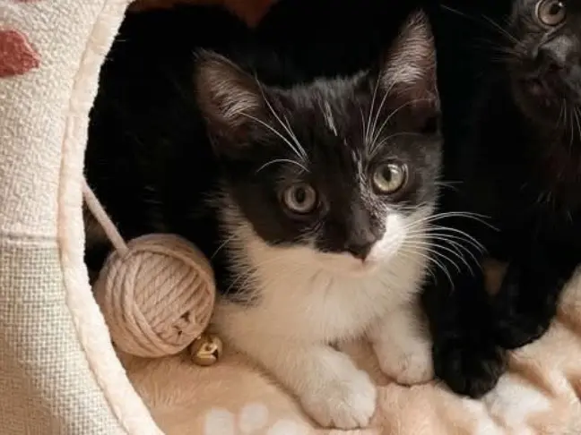 Adozione gatto, femmina, Razza sconosciuta Razza sconosciuta, 2 mesi, taglia non valida, Torino