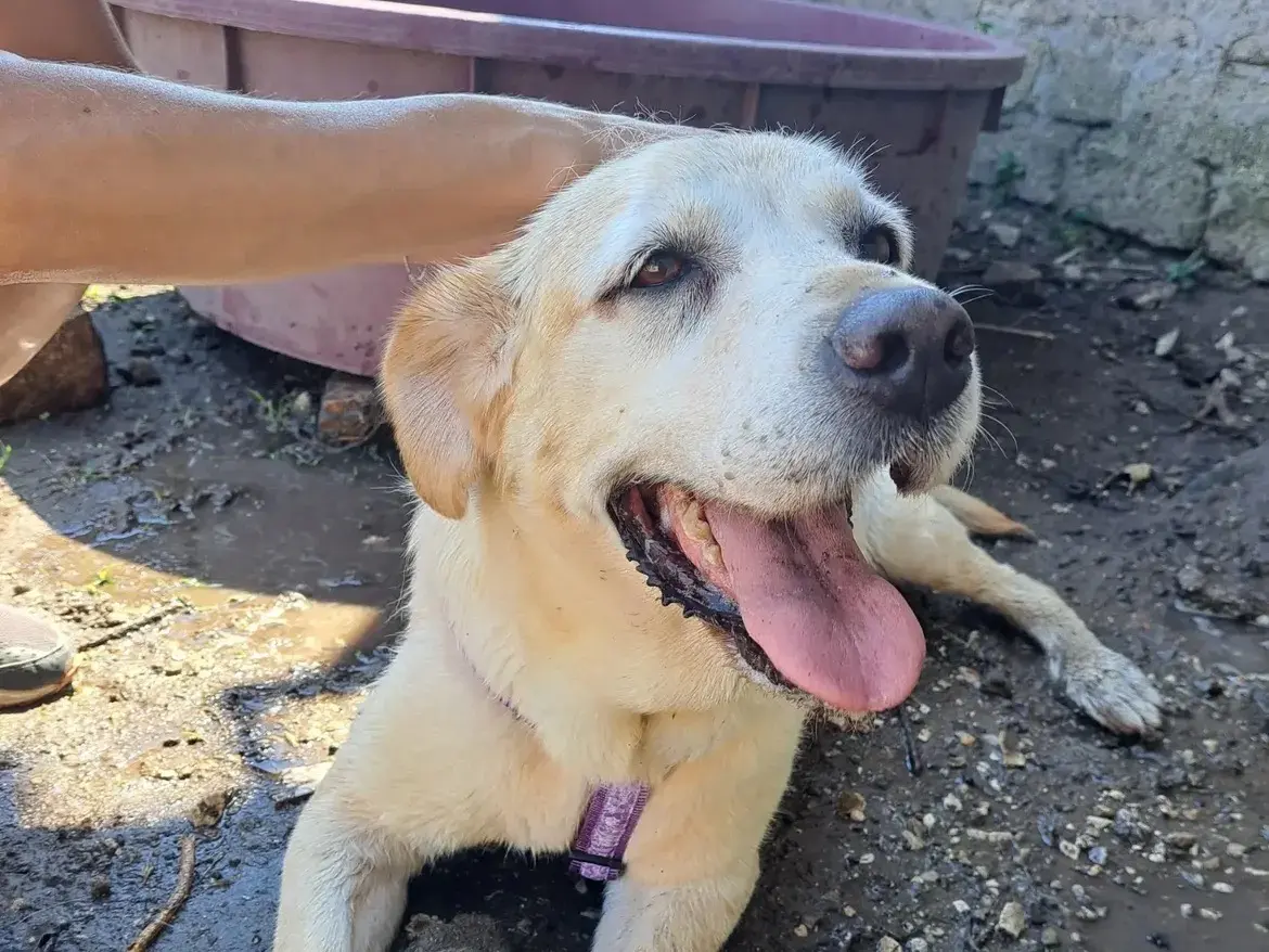 Adotta un cane, femmina, 12 anni e 6 mesi, Caserta