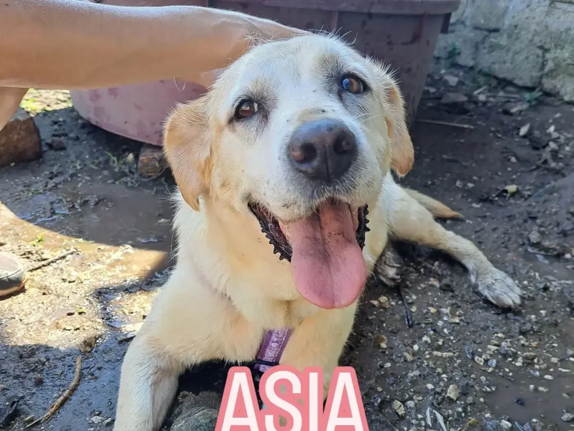 Adozione cane, femmina, Labrador Retriever Razza sconosciuta, 12 anni e 6 mesi, taglia grande, Caserta