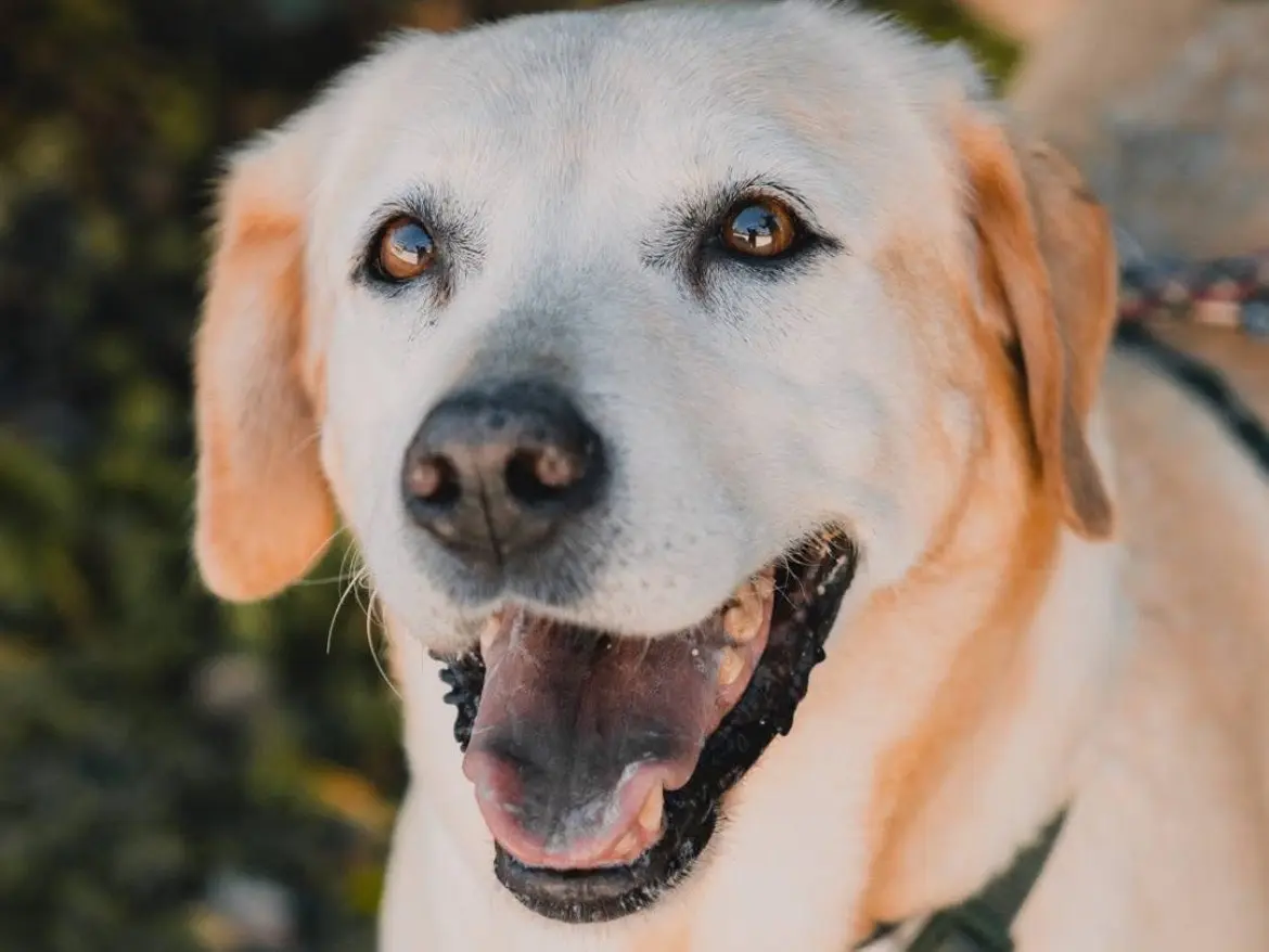 Vuoi adottare un cane a Caserta?