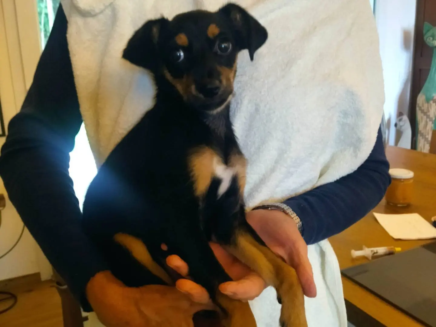 Adotta un cane, femmina, 3 mesi, Varese