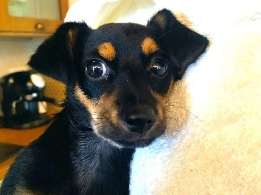 Adozione cane, femmina, Razza sconosciuta Razza sconosciuta, 3 mesi, taglia piccola, Varese