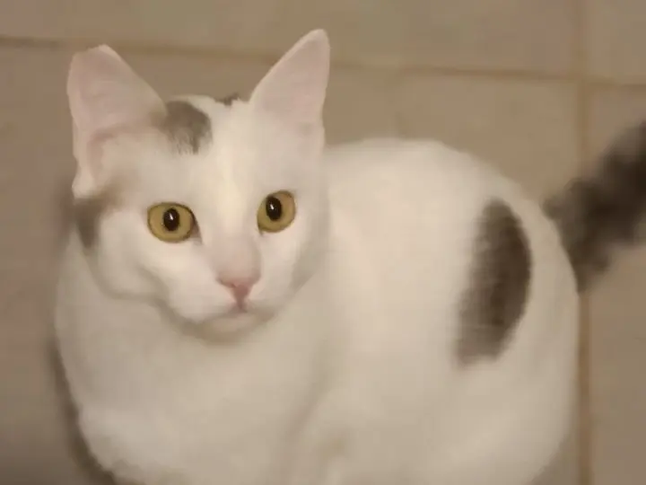 Adotta un gatto, maschio, 2 anni e 4 mesi, Torino