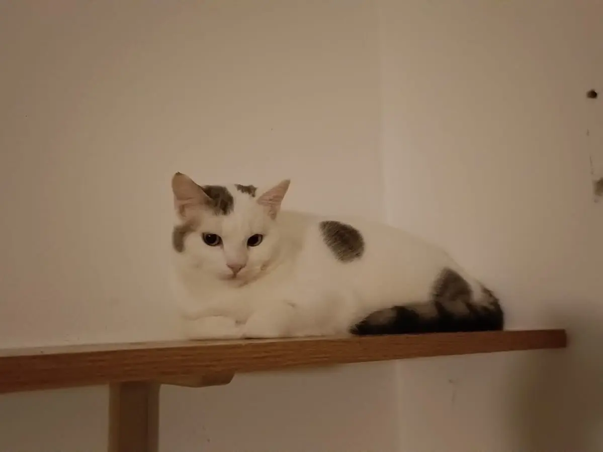 Adozione gatto, maschio, Razza sconosciuta Razza sconosciuta, 2 anni e 4 mesi, taglia non valida, Torino