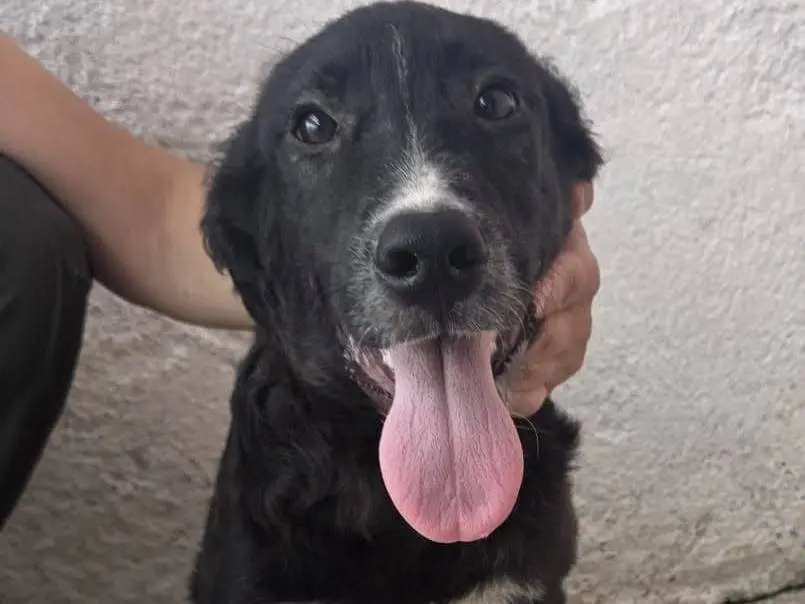 Adozione cane, femmina, Razza sconosciuta Razza sconosciuta, 9 mesi, taglia media contenuta, Crotone