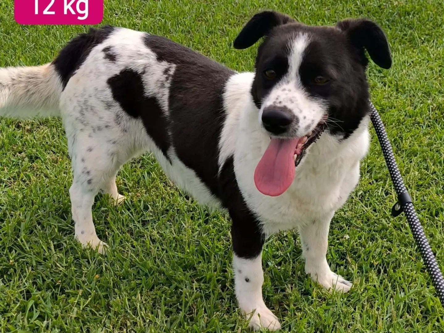 Adozione cane, femmina, Razza sconosciuta Razza sconosciuta, 5 anni e 4 mesi, taglia media contenuta, Cosenza