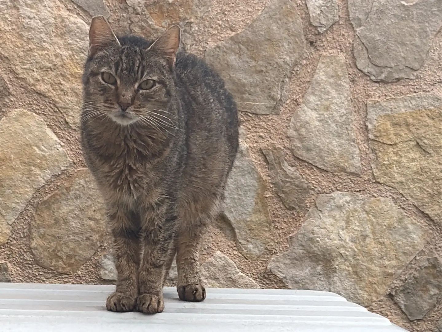 Adozione gatto, maschio, Razza sconosciuta Razza sconosciuta, 4 anni e 6 mesi, taglia non valida, Taranto