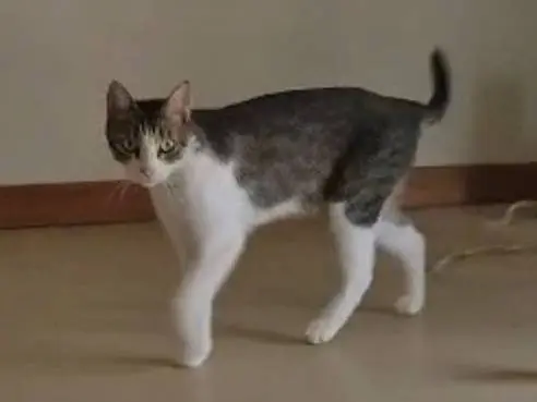 Adotta un gatto, maschio, 2 anni e 1 mese, Bari