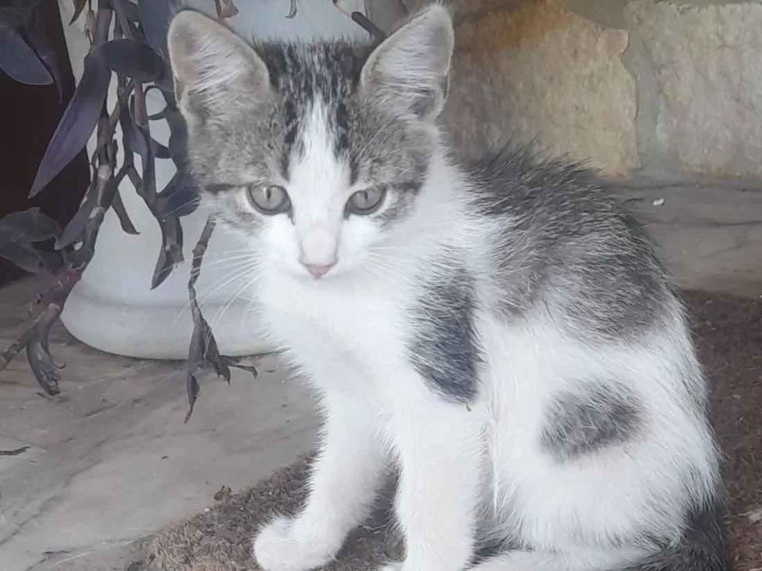 Vuoi adottare un gatto a Roma?