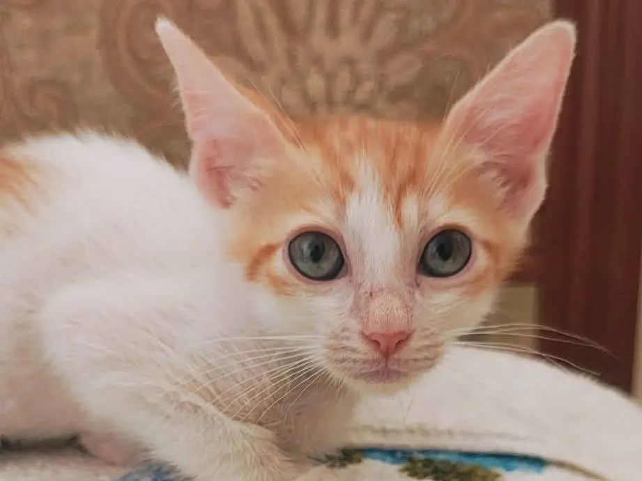Adotta un gatto, maschio, 3 mesi, Bari