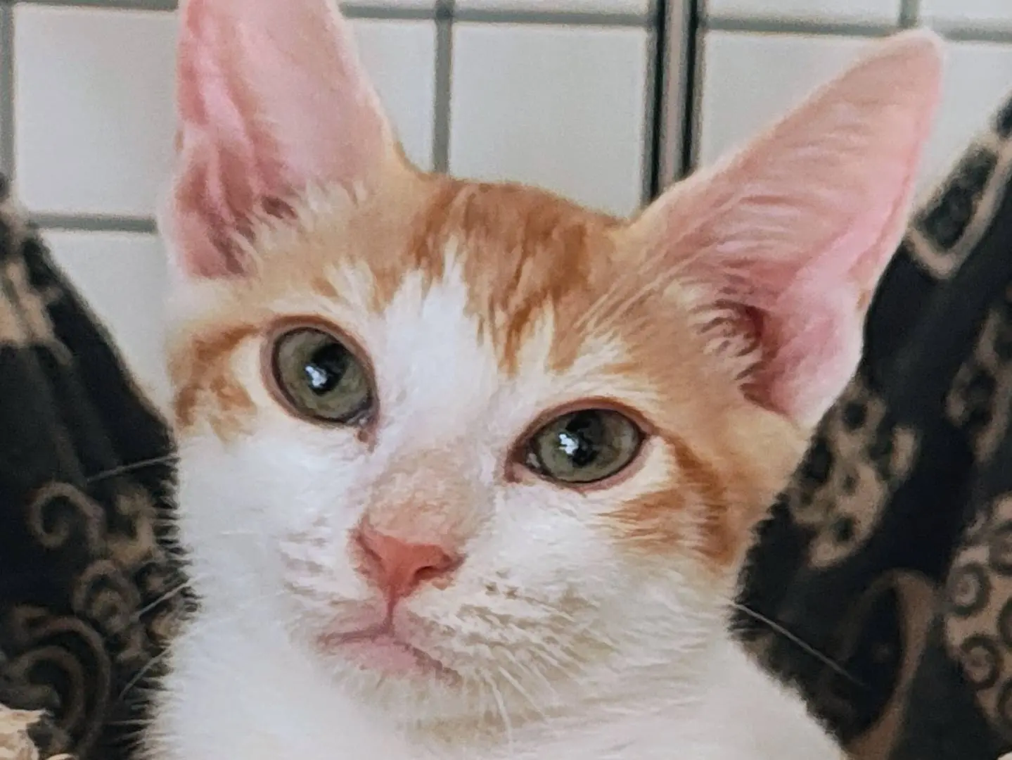 Adozione gatto, maschio, Razza sconosciuta Razza sconosciuta, 3 mesi, taglia non valida, Bari