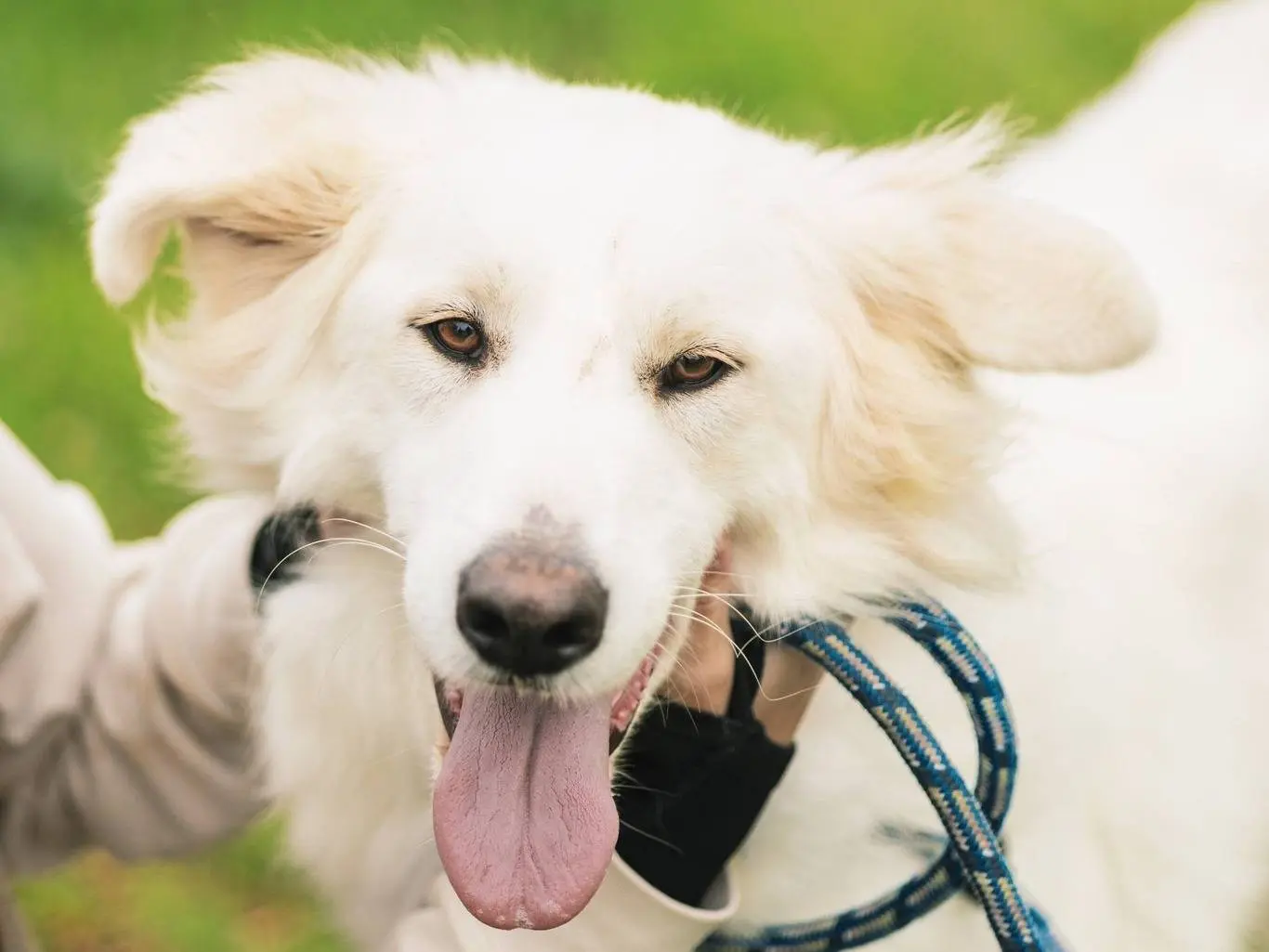 Adotta un cane, taglia grande, maschio, Bari