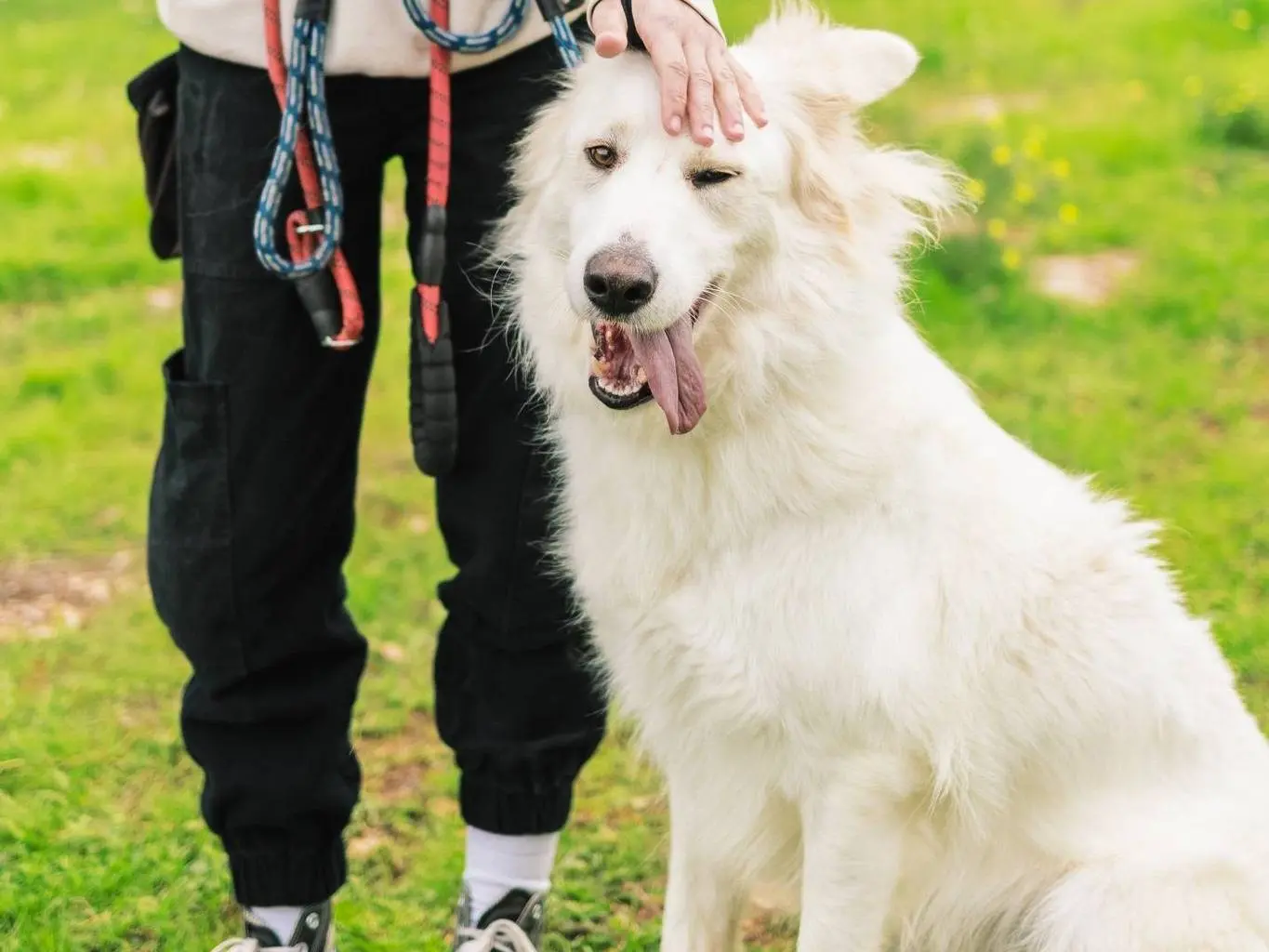Adotta un cane, maschio, 2 anni e 9 mesi, Bari
