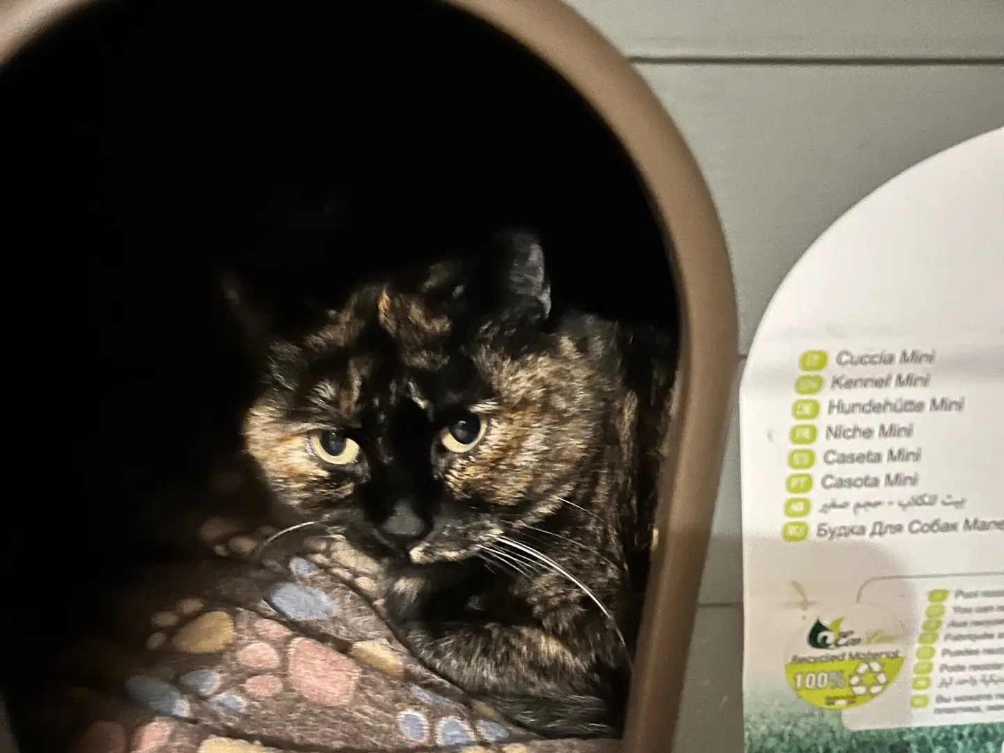Adotta un gatto, femmina, 4 anni e 9 mesi, Padova
