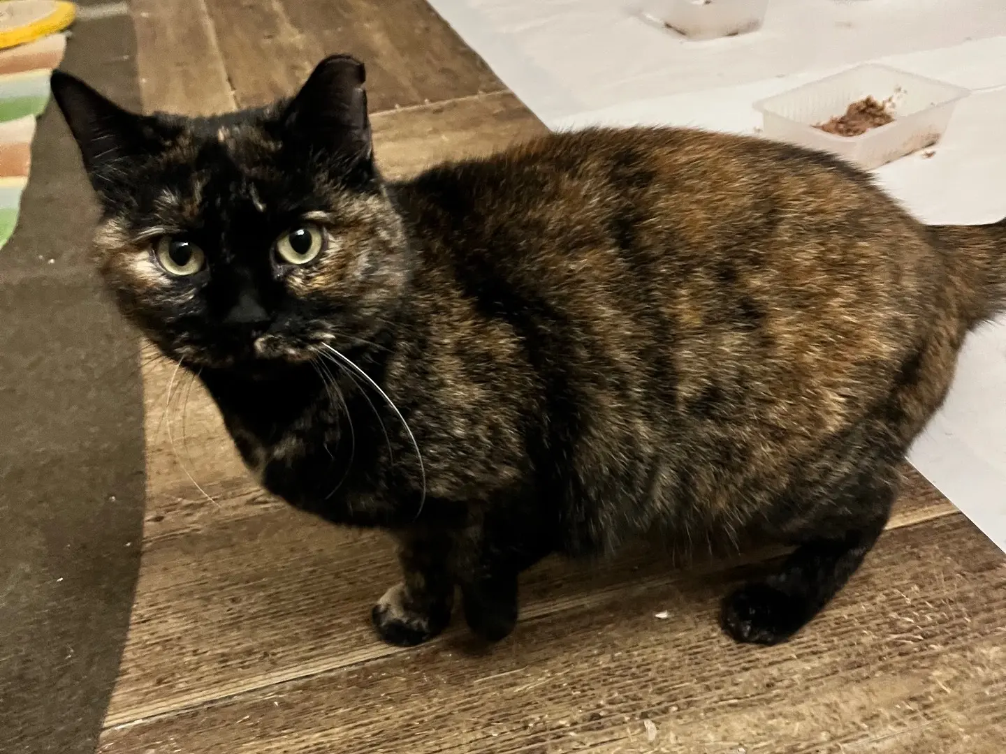 Adozione gatto, femmina, Razza sconosciuta Razza sconosciuta, 4 anni e 9 mesi, taglia non valida, Padova