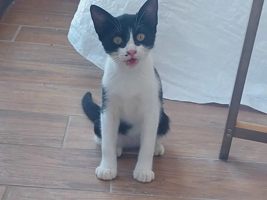 Adozione gatto, femmina, Razza sconosciuta Razza sconosciuta, 5 mesi, taglia non valida, Crotone