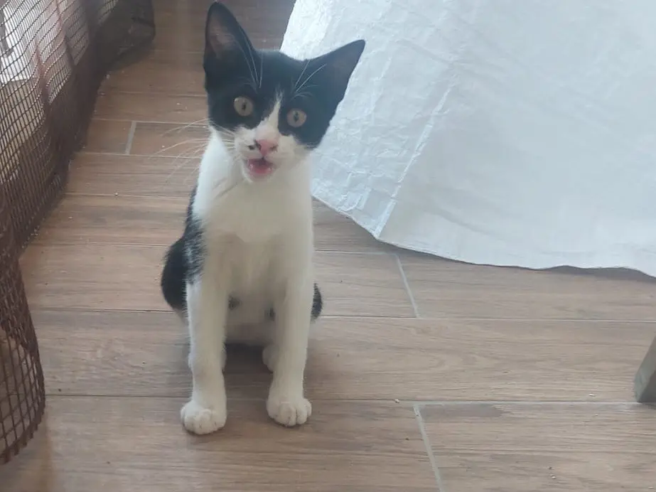 Adotta un gatto, femmina, 5 mesi, Crotone