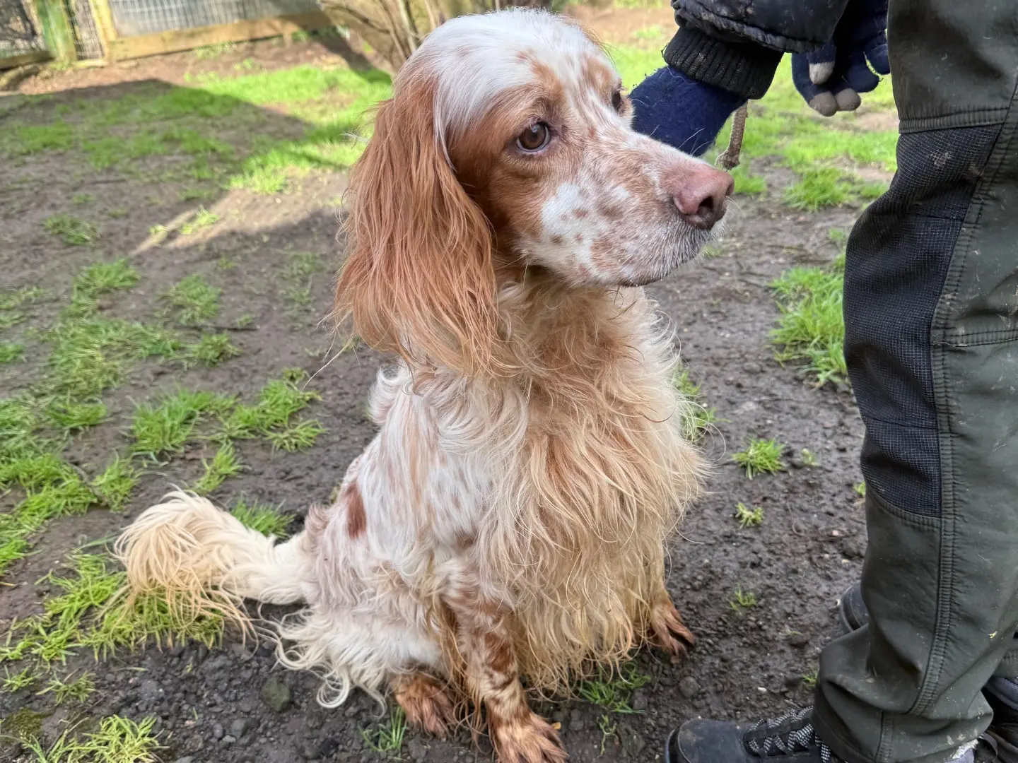 Adotta un cane, maschio, 6 anni e 6 mesi, Viterbo