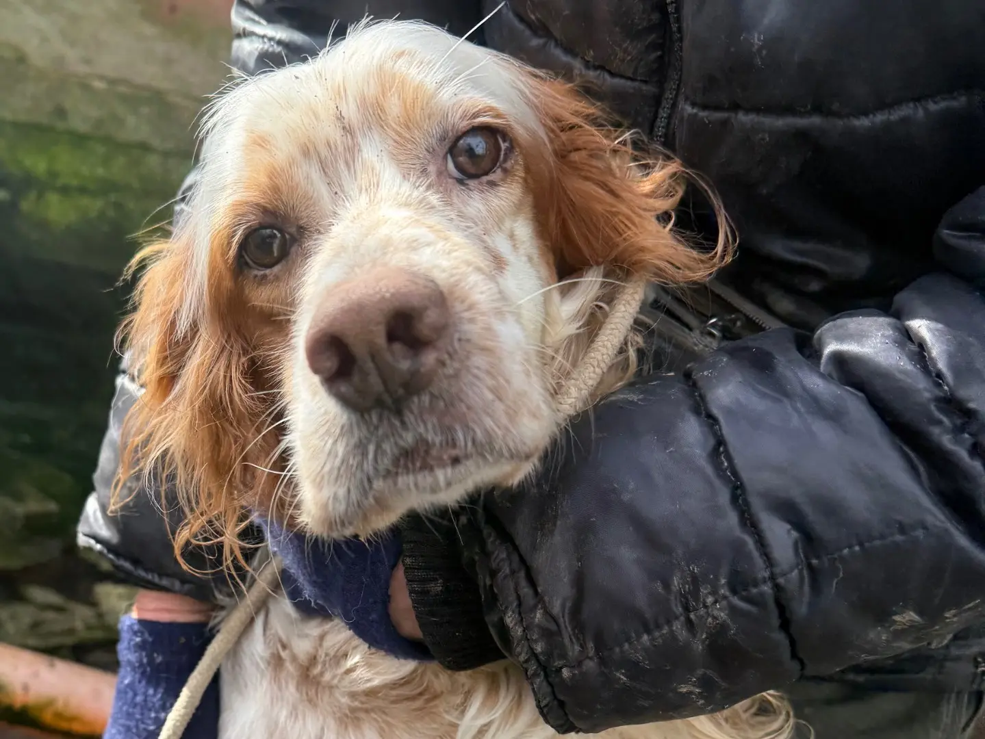 Adozione cane, maschio, Setter Inglese Razza sconosciuta, 6 anni e 6 mesi, taglia media, Viterbo