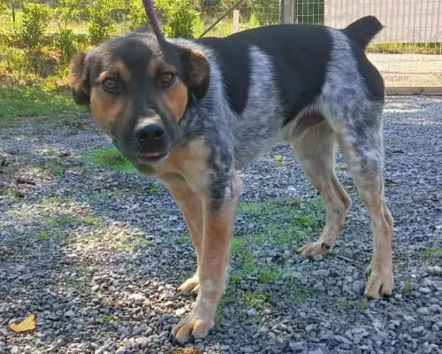 Vuoi adottare un cane a Potenza?