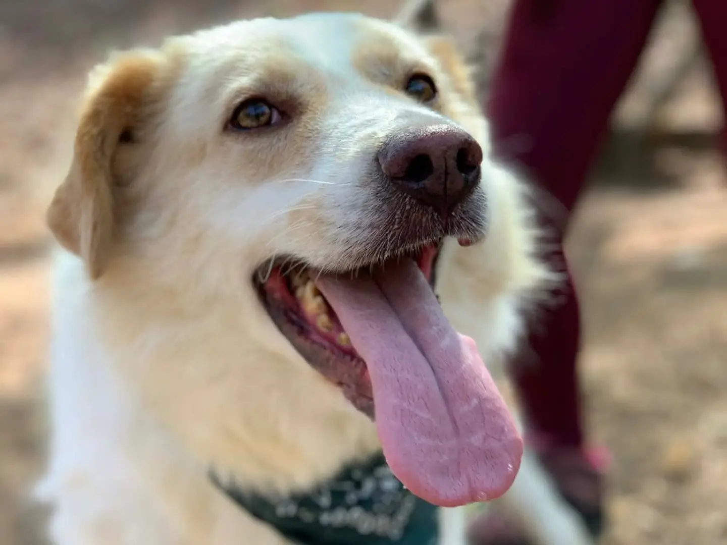 Adotta un cane, maschio, 7 anni e 5 mesi, Latina