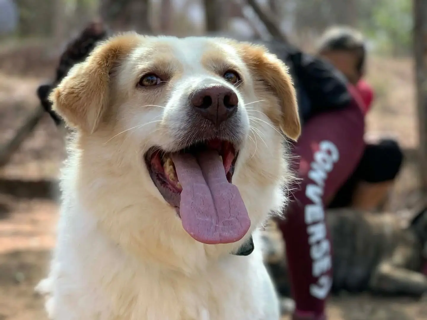 Adotta il cane Frappè a Latina