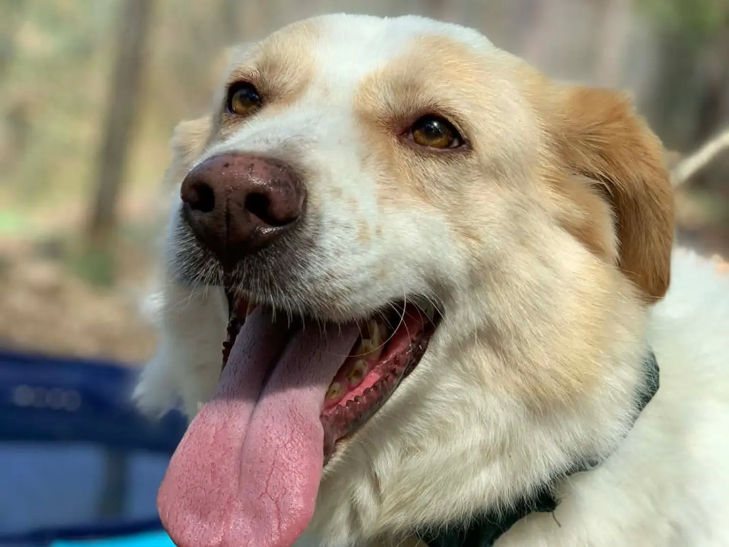 Adozione cane, maschio, Razza sconosciuta Razza sconosciuta, 7 anni e 5 mesi, taglia media, Latina