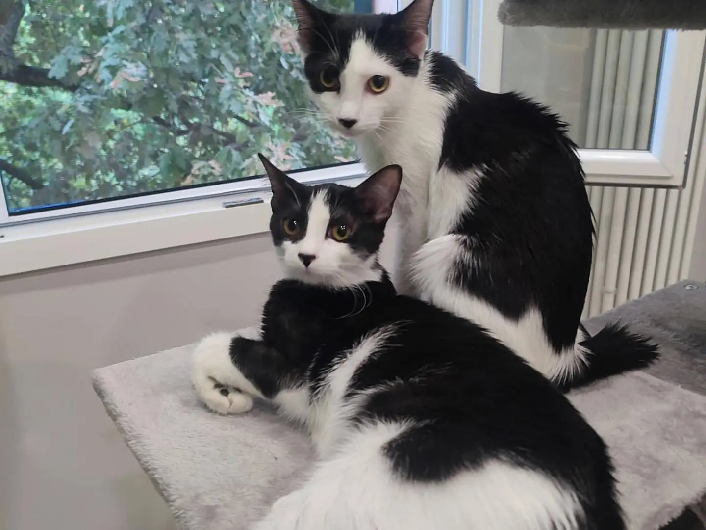 Adozione gatto, femmina, Razza sconosciuta Razza sconosciuta, 5 mesi, taglia non valida, Bologna