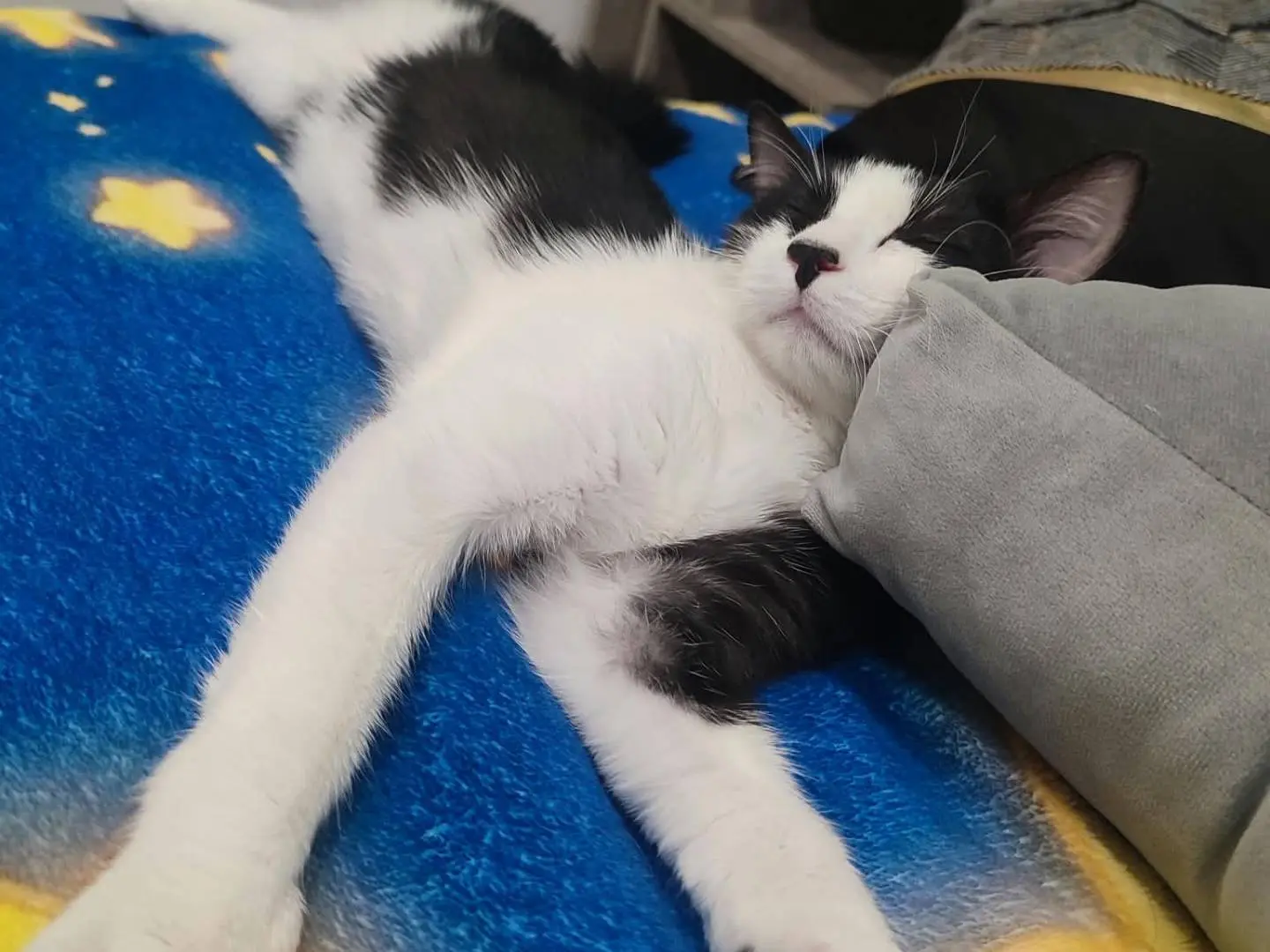 Adotta un gatto, femmina, 5 mesi, Bologna
