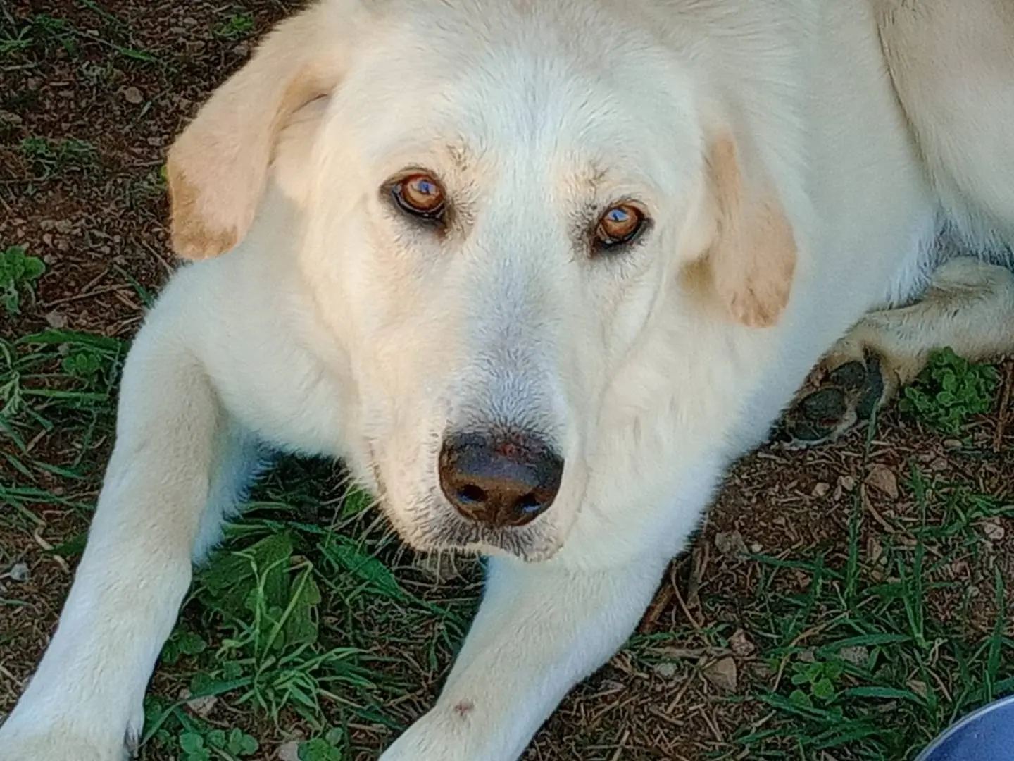 Vuoi adottare un cane a Frosinone?