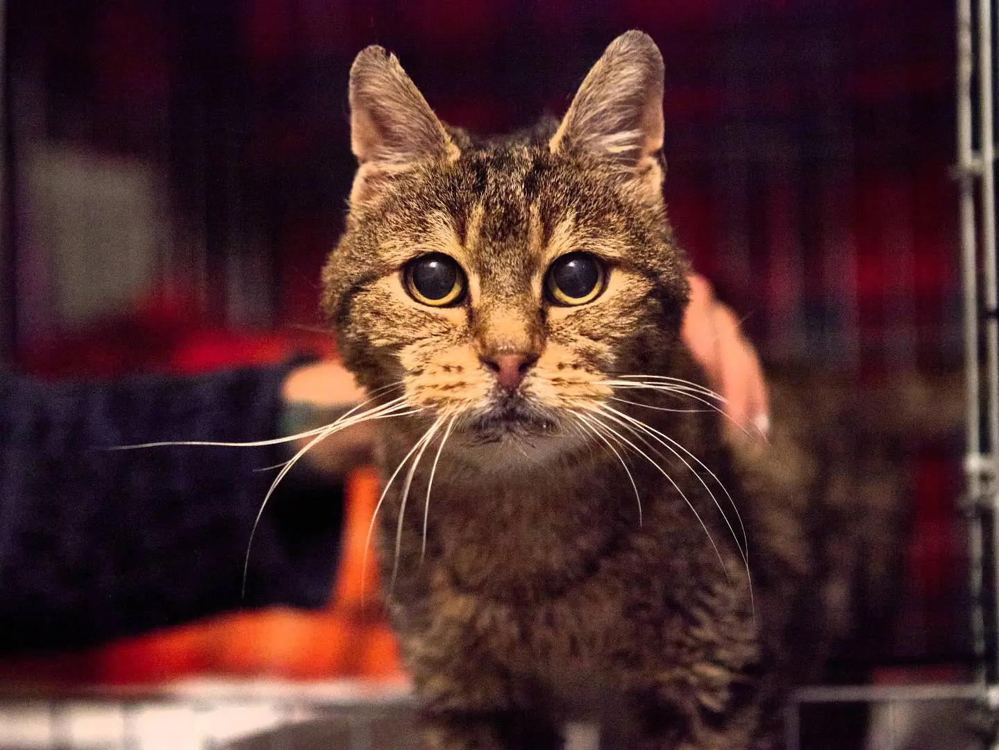 Adozione gatto, maschio, Razza sconosciuta Razza sconosciuta, 13 anni e 8 mesi, taglia non valida, Milano