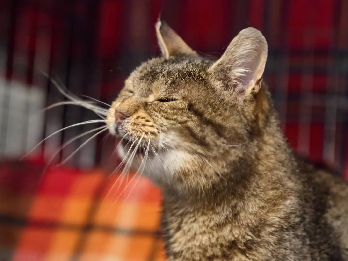 Adotta un gatto, maschio, 13 anni e 8 mesi, Milano