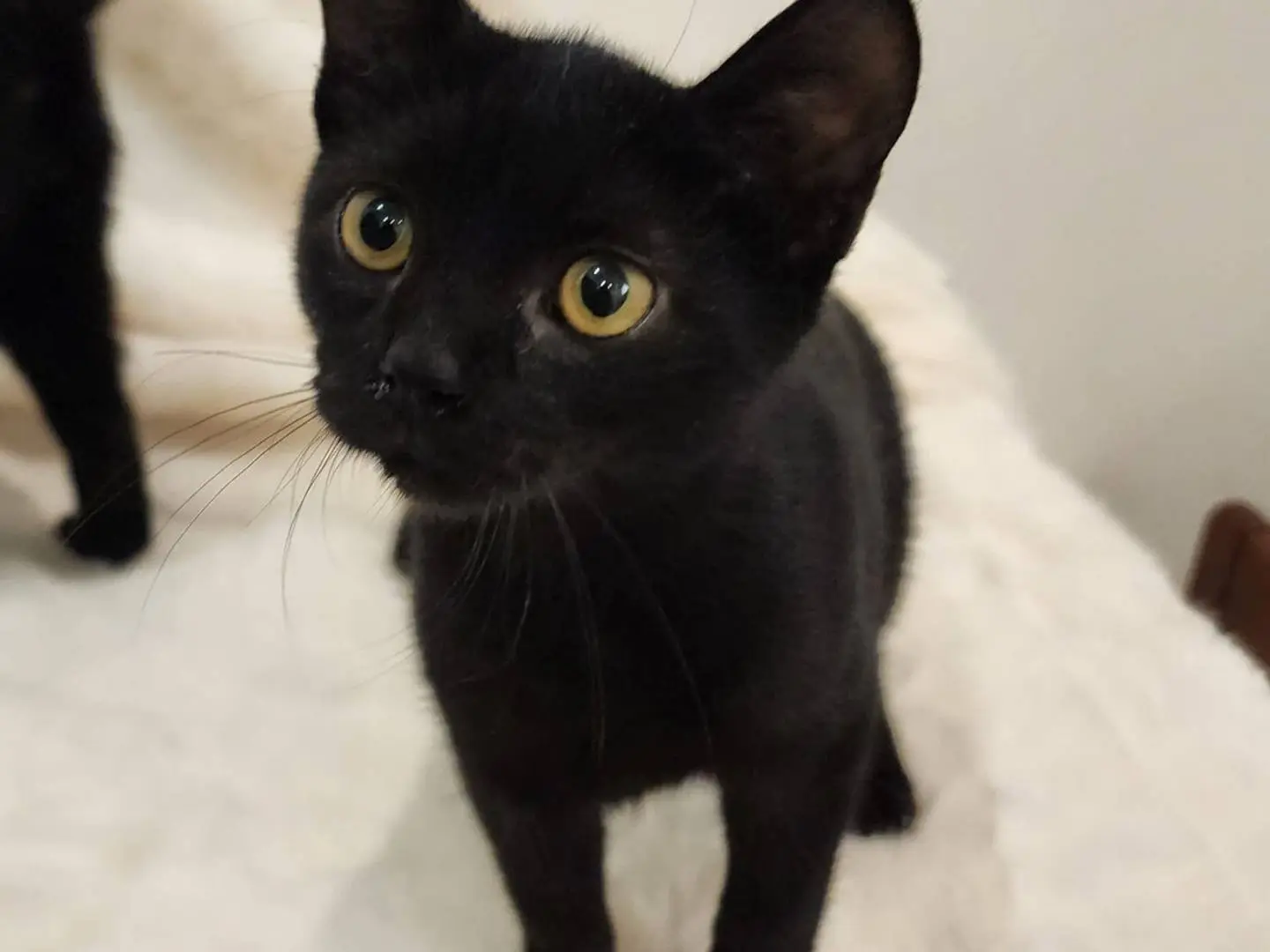 Adotta un gatto, maschio, 3 mesi, Parma