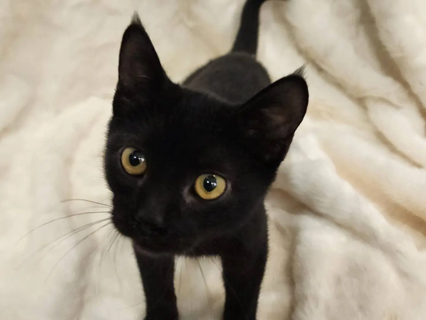 Adozione gatto, maschio, Razza sconosciuta Razza sconosciuta, 3 mesi, taglia non valida, Parma