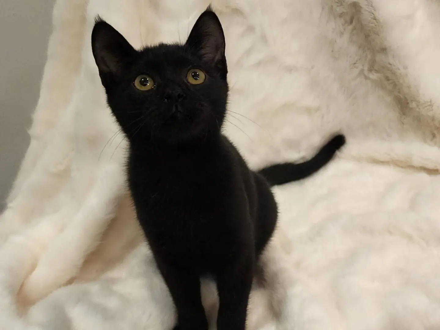 Adotta un gatto, taglia non valida, maschio, Parma