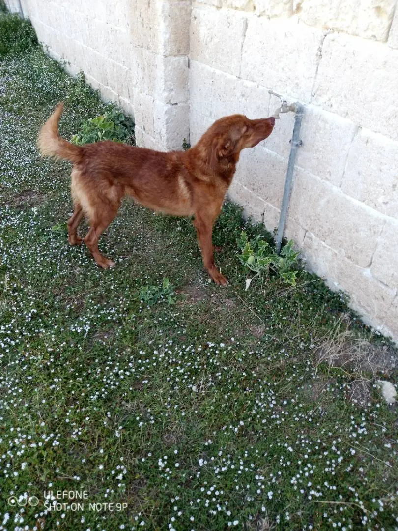 Foto 3 dell'animale