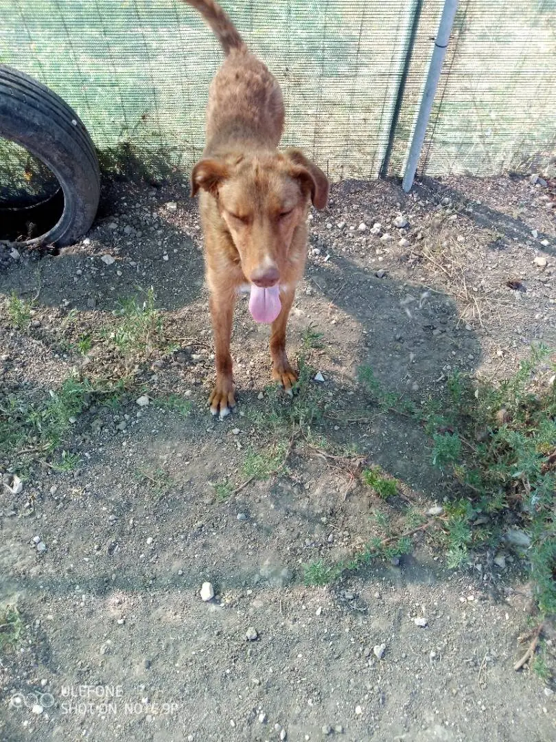Vuoi adottare un cane a Taranto?