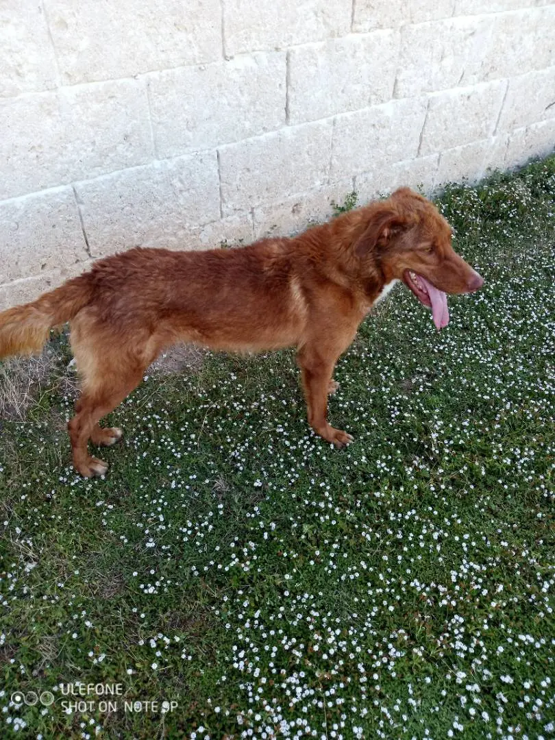 Foto 2 dell'animale