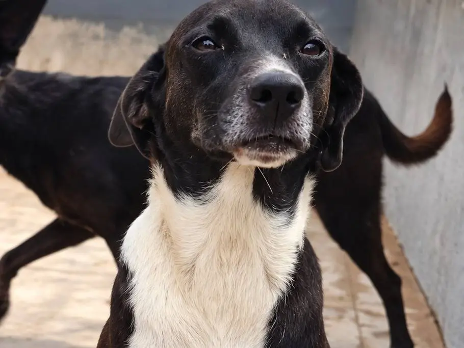 Adotta un cane, maschio, 2 anni e 9 mesi, Caserta