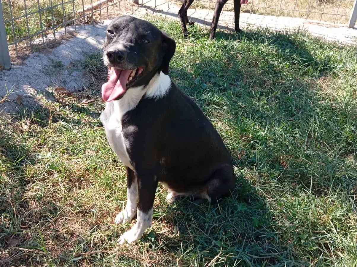 Adotta un cane, taglia media contenuta, maschio, Caserta