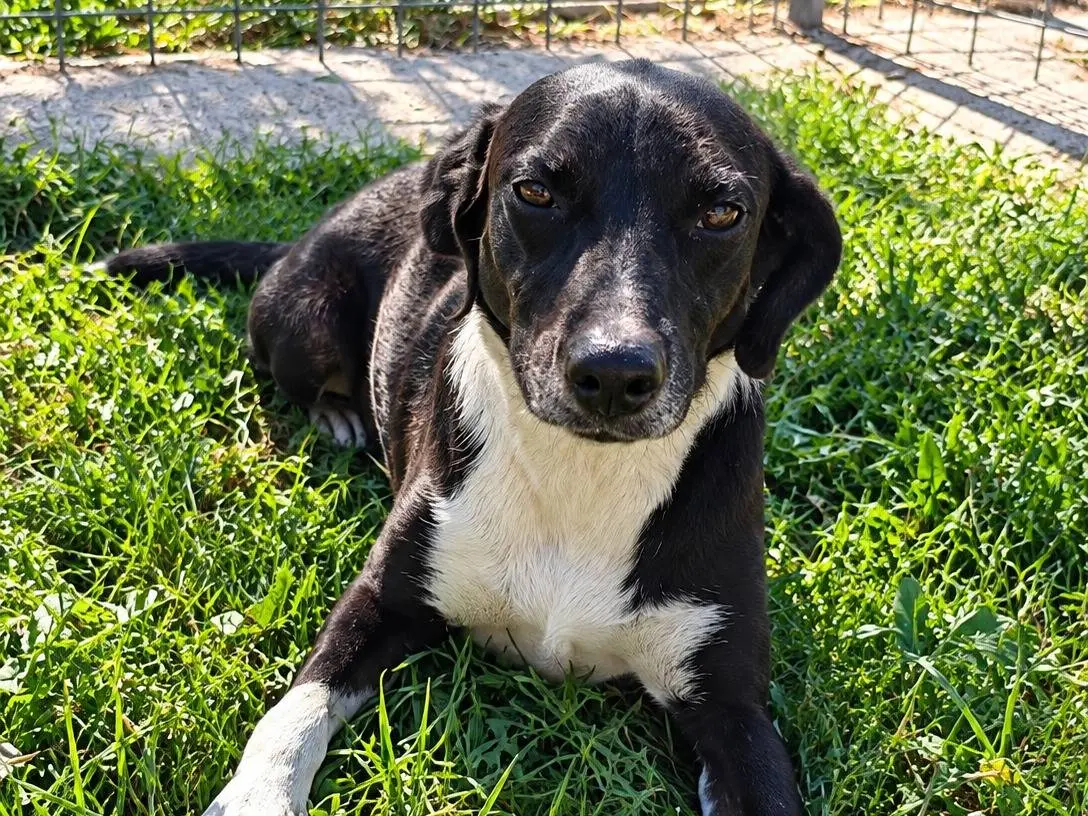 Adozione cane, maschio, Razza sconosciuta Razza sconosciuta, 2 anni e 9 mesi, taglia media contenuta, Caserta