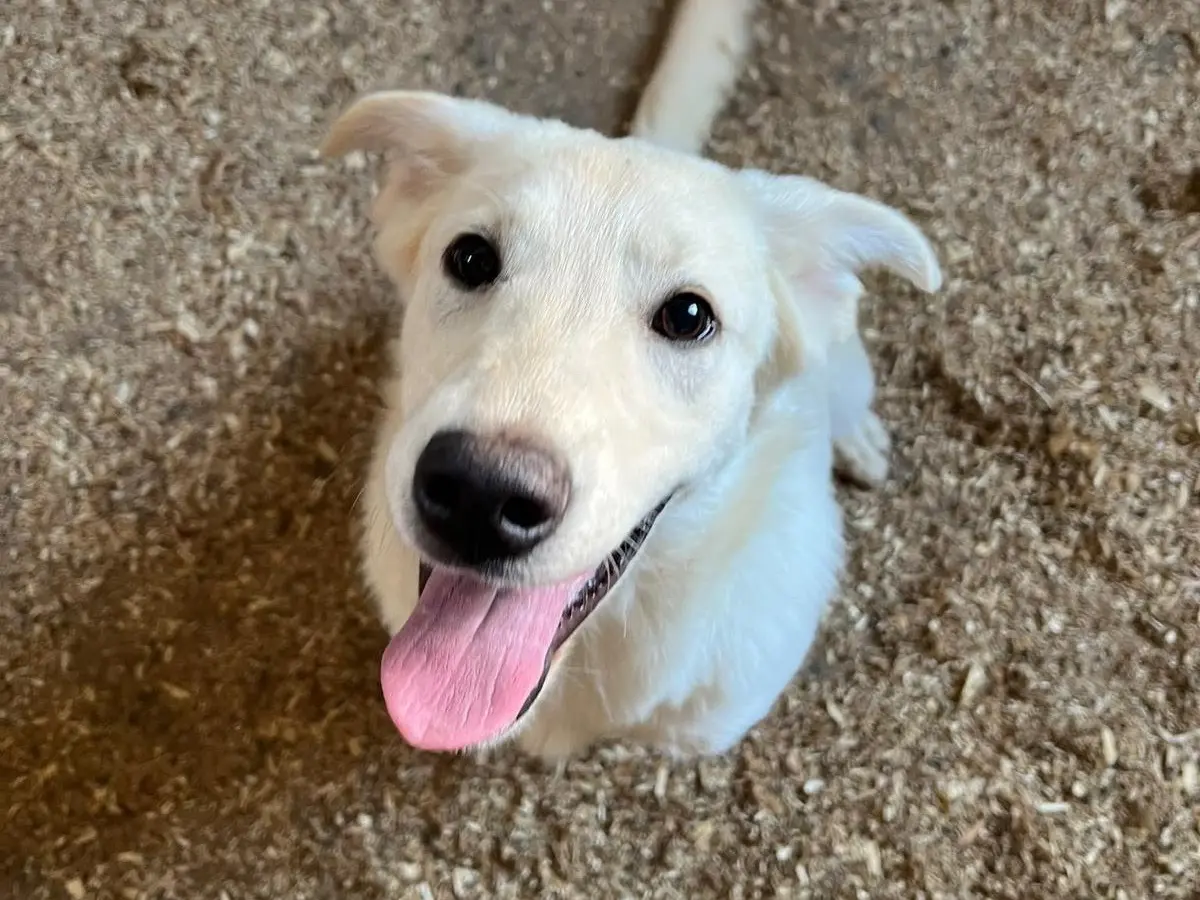 Adozione cane, femmina, Razza sconosciuta Razza sconosciuta, 5 mesi, taglia grande, Mantova