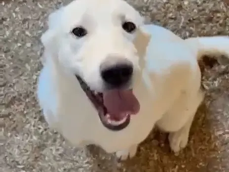 Adotta un cane, femmina, 5 mesi, Mantova