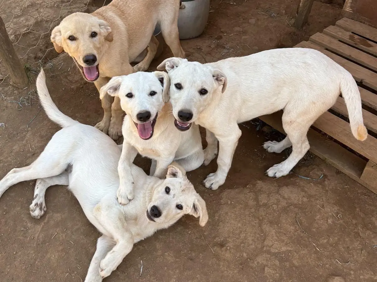 Vuoi adottare un cane a Catanzaro?