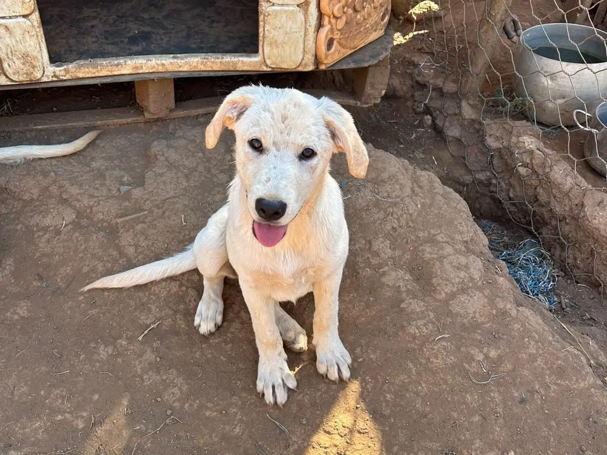 Adotta un cane, taglia media, femmina, Catanzaro