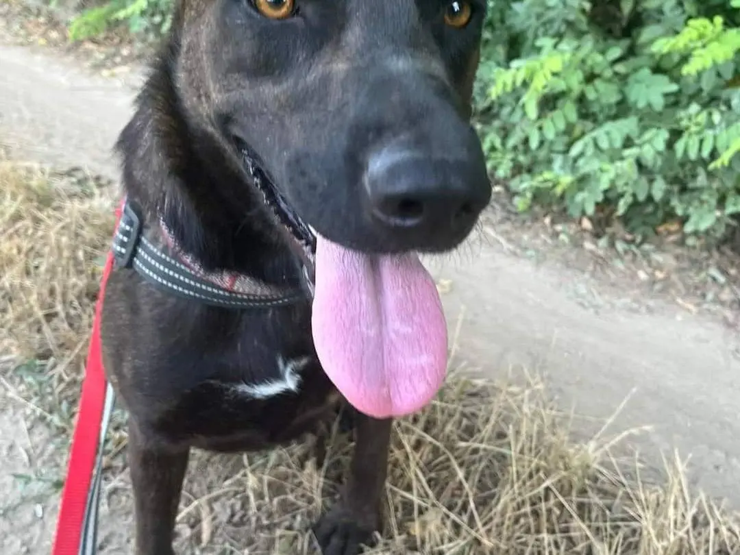 Vuoi adottare un cane a Napoli?