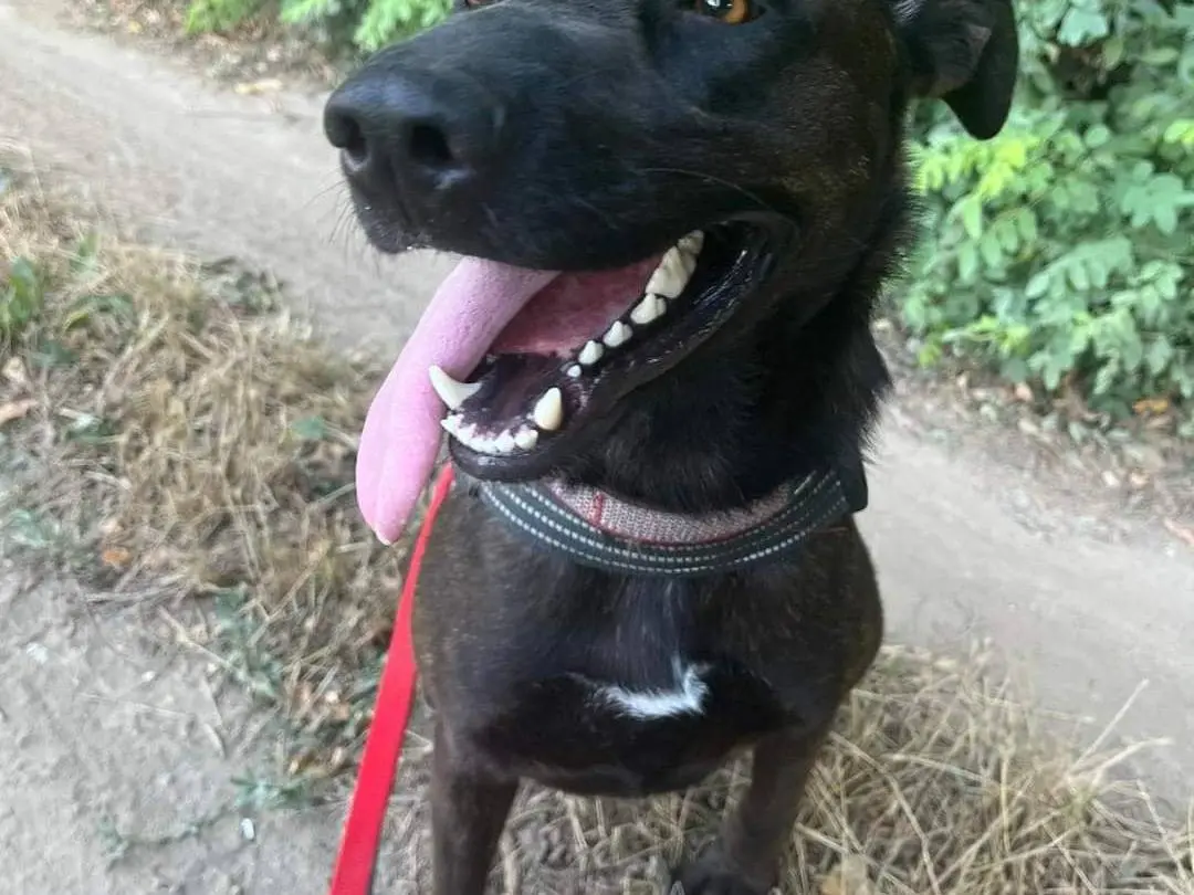 Adotta un cane, femmina, 4 anni e 8 mesi, Napoli