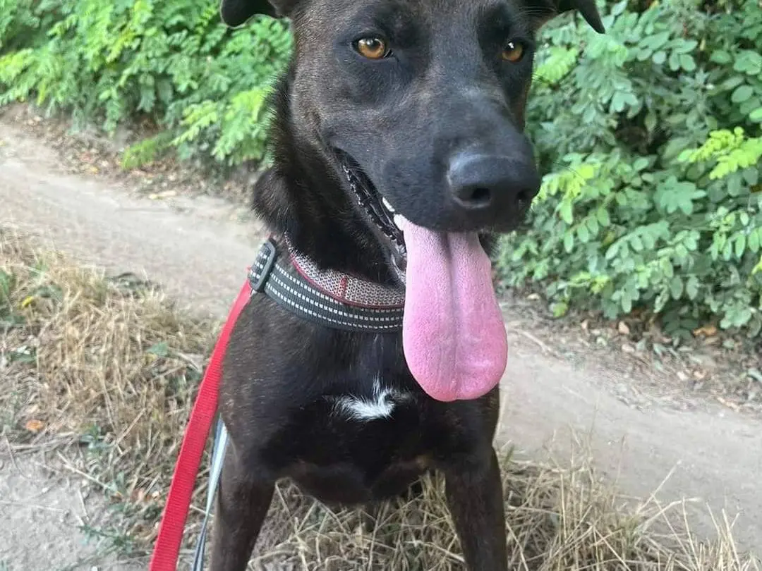 Adozione cane, femmina, meticcio, 4 anni e 8 mesi, taglia media, Napoli